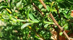 Genista pilosa