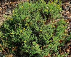 Genista pilosa