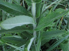 Asclepias tuberosa interior