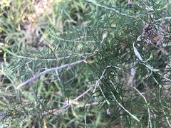 Ozothamnus cassinioides