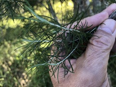 Ozothamnus cassinioides