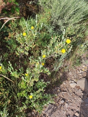 Cistus lasianthus alyssoides