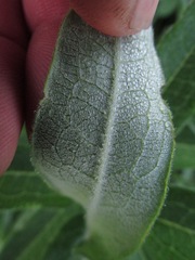 Asclepias tuberosa interior