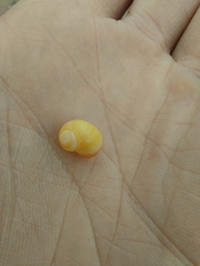 Littorina obtusata