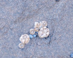 Chthamalus antennatus