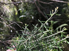 Ozothamnus cassinioides