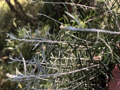 Ozothamnus cassinioides