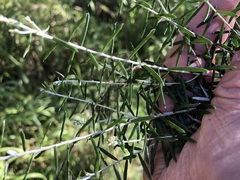 Ozothamnus cassinioides