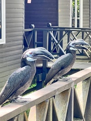 Anorrhinus galeritus