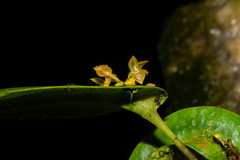 Pleurothallis dibolia