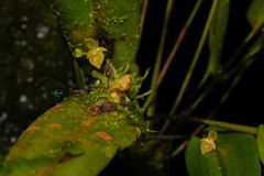 Pleurothallis dibolia