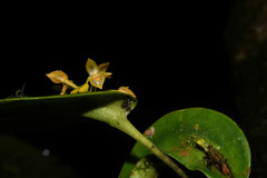 Pleurothallis dibolia