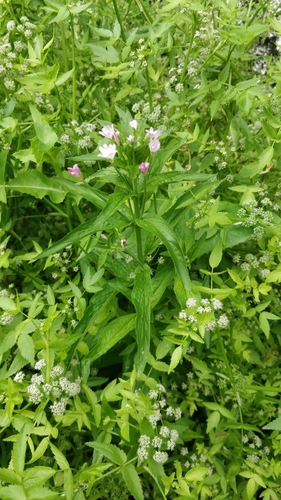 Epilobium parviflorum image