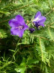 Campanula persicifolia
