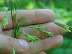 Bromus pubescens