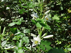 Lilium candidum