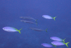 Decapterus macarellus