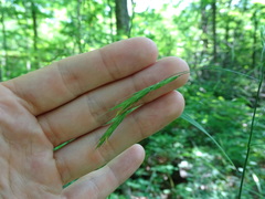 Bromus pubescens