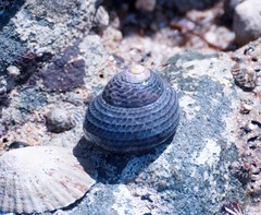 Chlorodiloma adelaidae