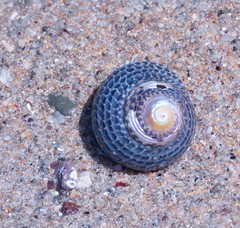 Chlorodiloma adelaidae