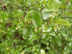 Styrax platanifolius
