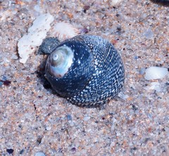 Chlorodiloma odontis