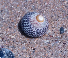 Chlorodiloma adelaidae