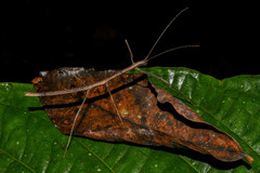 Pseudophasmatoidea