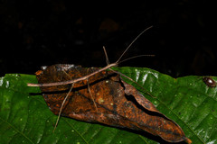 Pseudophasmatoidea