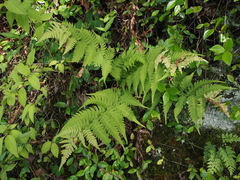 Dryopteris lacera