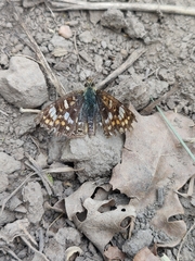 Phyciodes picta