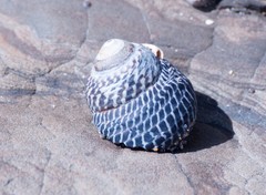 Chlorodiloma adelaidae