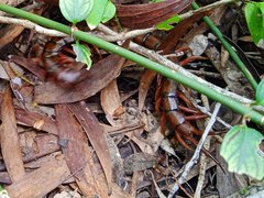 Scolopendra subspinipes