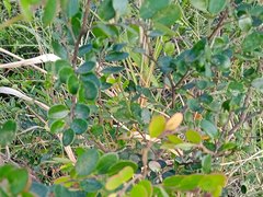 Dendrophyllanthus buxoides