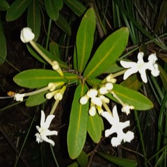 Oxera