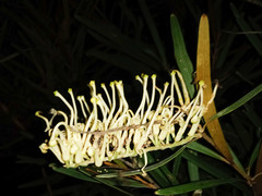 Grevillea exul