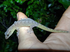 Bavayia ultramaficola