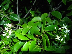 Zanthoxylum pancheri