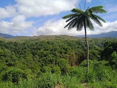 Sphaeropteris intermedia