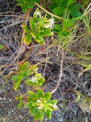 Scaevola montana