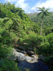 Sphaeropteris intermedia