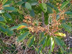 Alphitonia neocaledonica