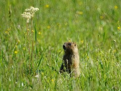 Marmota kastschenkoi