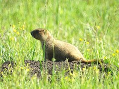 Marmota kastschenkoi