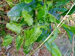 Lygodium reticulatum