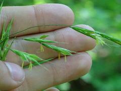 Bromus pubescens