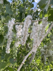 Populus deltoides monilifera