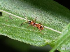 Aptesis nigrocincta