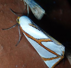 Thalaina angulosa
