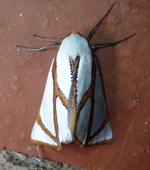 Thalaina angulosa